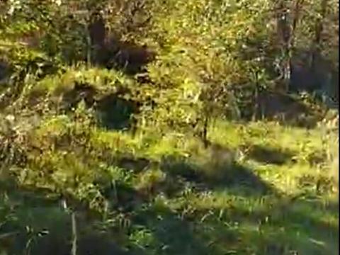 ділянка за адресою Лісна