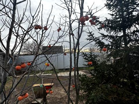 будинок за адресою смт. Овідіополь, Євгена Колісниченка вул.