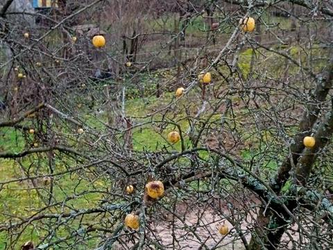 дом по адресу Дачний масив