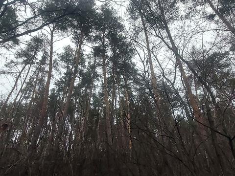 участок по адресу Васильківська