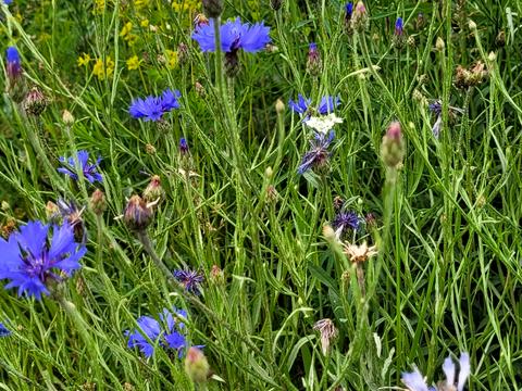 ділянка за адресою Узвізна