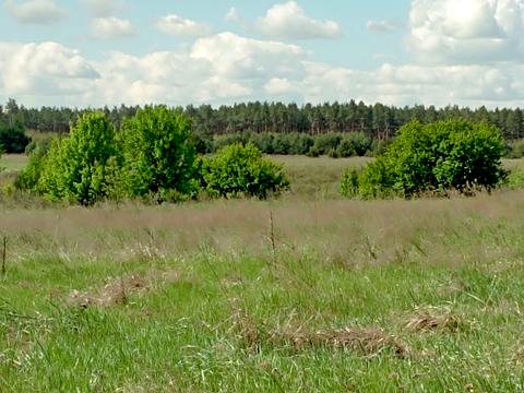 ділянка за адресою с. Миколаївка, 