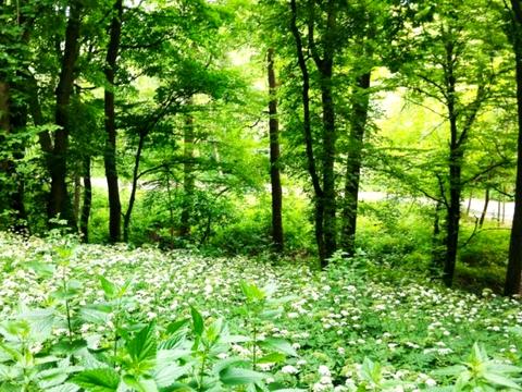 ділянка за адресою Лисогірський пров.