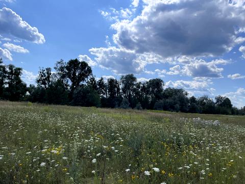 ділянка за адресою Чернинська вул., 5