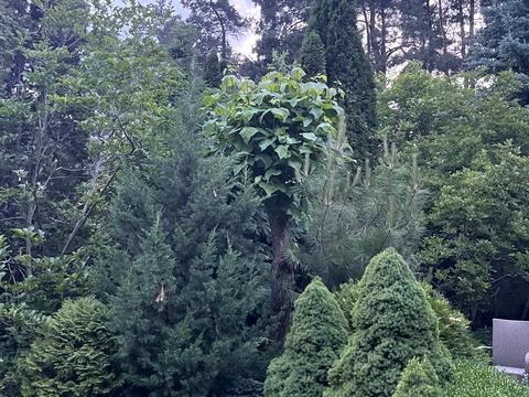 будинок за адресою СТ Дніпро