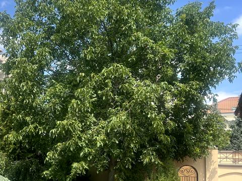 дом по адресу Амбулаторный пер., 17