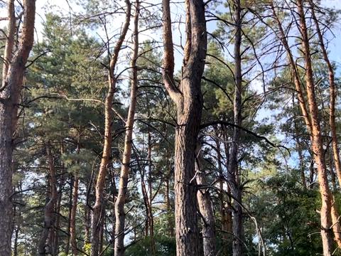 ділянка за адресою Зеленая