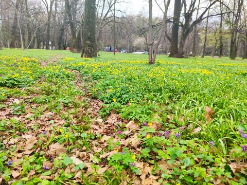 участок по адресу Гніванське шосе