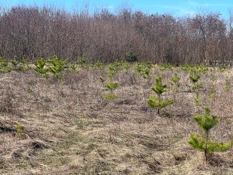 участок по адресу 