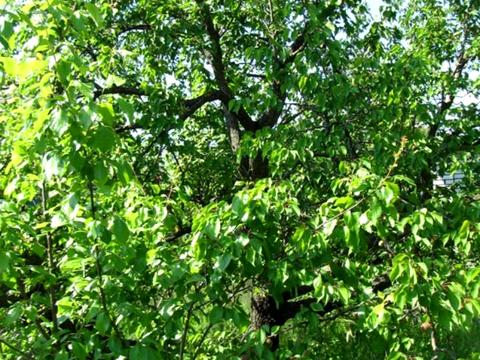 ділянка за адресою Центральна вул.