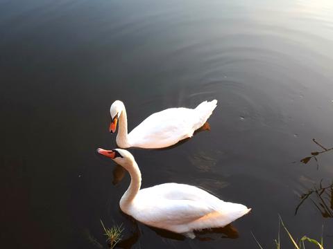 будинок за адресою Чорноморськ (Іллічівськ), 1 линия