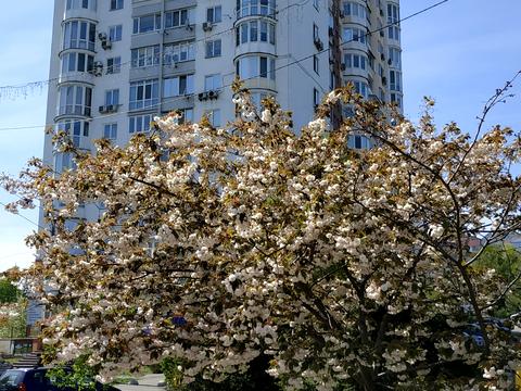 квартира за адресою Шевченка пл., 3