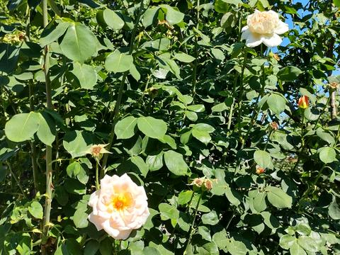 будинок за адресою Академіка Гаркавого вул. (Житомирська)