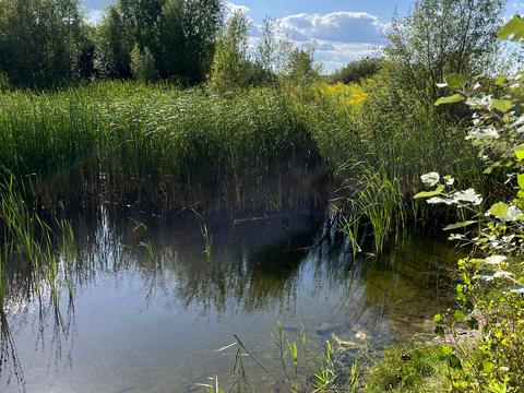 участок по адресу Северинівська