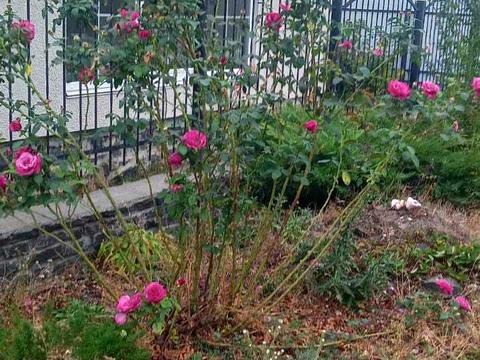 будинок за адресою с. Соловіївка, Шепетчука
