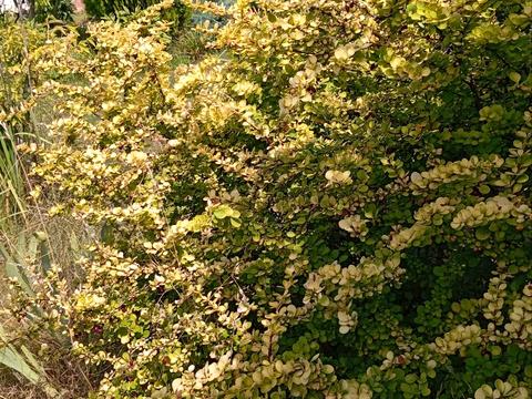 будинок за адресою Центральна вул. (Пролетарська), 79/80