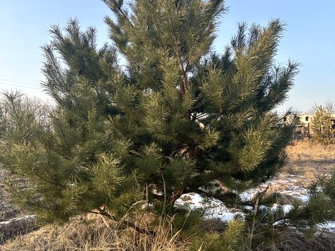 участок по адресу Васильківська, 22