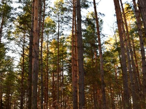 участок по адресу Лісна