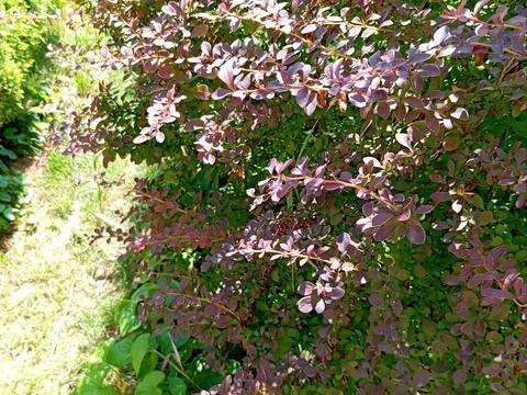 будинок за адресою Центральна вул. (Пролетарська), 79/80