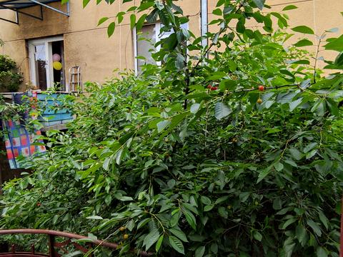 квартира по адресу Репина ул., 19