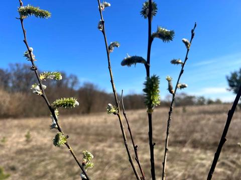 ділянка за адресою вул. Василькова, 2