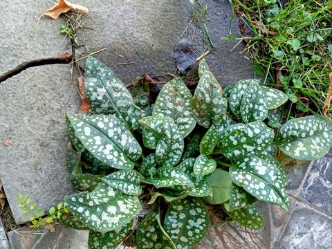 будинок за адресою Центральна вул. (Пролетарська), 79/80