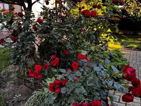 будинок за адресою с. Плюти, Абрикосова, 9