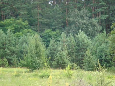 участок по адресу с. Евминка, 