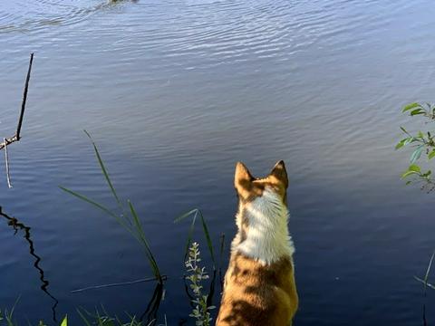участок по адресу Весіння