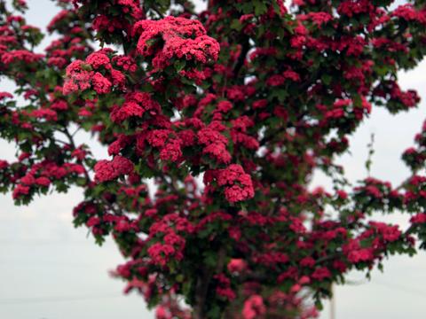 дом по адресу Бориса Лятошинського ул. (1 Травня)