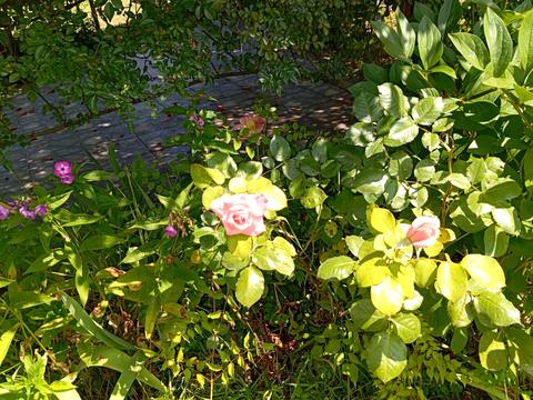 будинок за адресою Центральна вул. (Пролетарська), 79/80