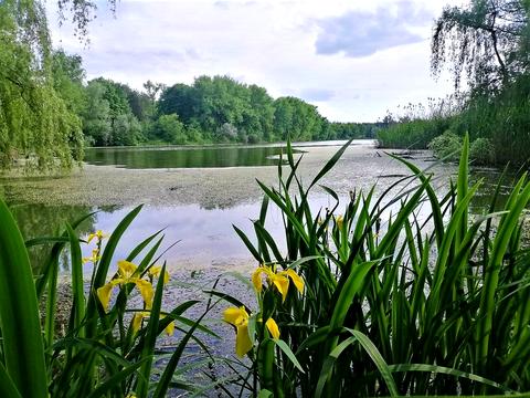 дом по адресу Лісова