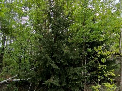 участок по адресу Подлесная ул.