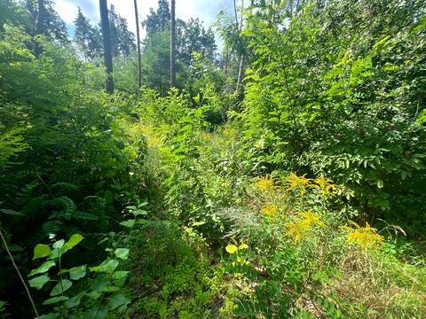 ділянка за адресою Котляревського