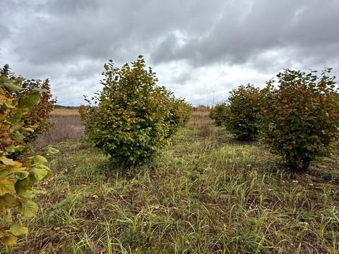 участок по адресу 