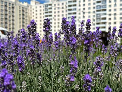 квартира по адресу Независимости ул., 21