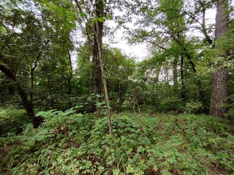 ділянка за адресою кичєївська