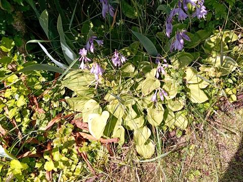 будинок за адресою Центральна вул. (Пролетарська), 79/80
