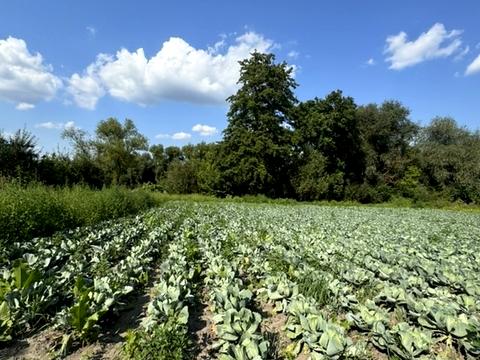 ділянка за адресою Зарічна, 34