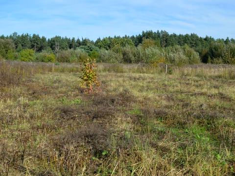 участок по адресу Игнатия Лукасевича ул.