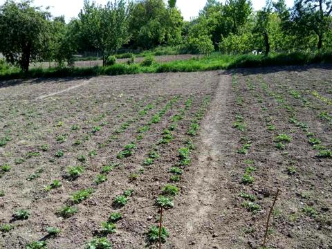 ділянка за адресою с. Іванковичі, Окружна
