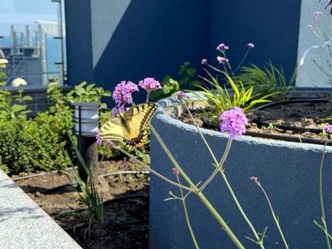 квартира по адресу Курортный пер., 2/4