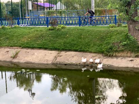 квартира по адресу Центральная ул., 11