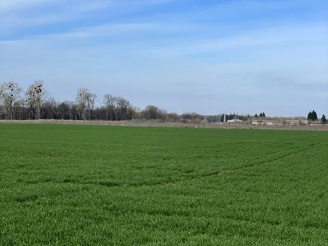 ділянка за адресою с. Писарівка, 