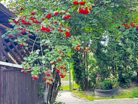 будинок за адресою Щастя