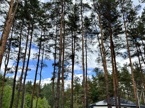 ділянка за адресою с. Піщанка, Зелена