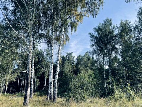 ділянка за адресою Озерна