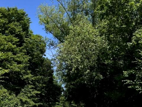 ділянка за адресою Західно-Окружна вул., 56