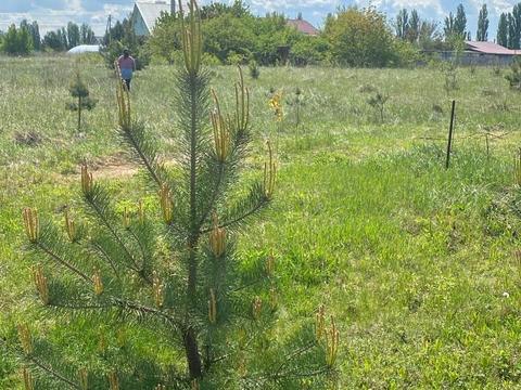 участок по адресу Залізняка