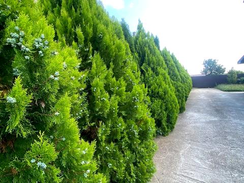 будинок за адресою с. Сторожниця, Шевченка вул.